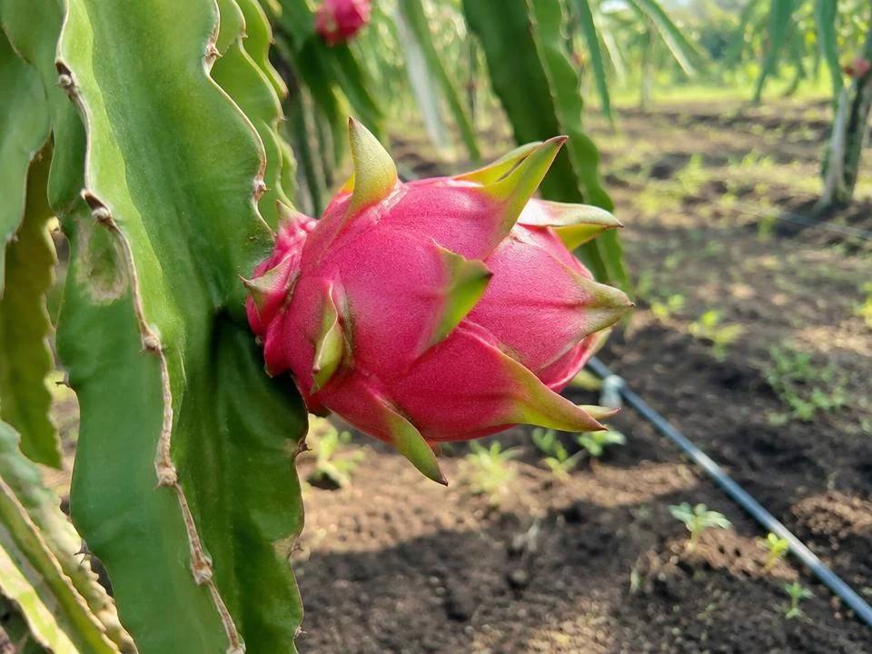 Pitaya (fruta-do-dragão) madura nos viveiros da Dhocolo em Manhiça