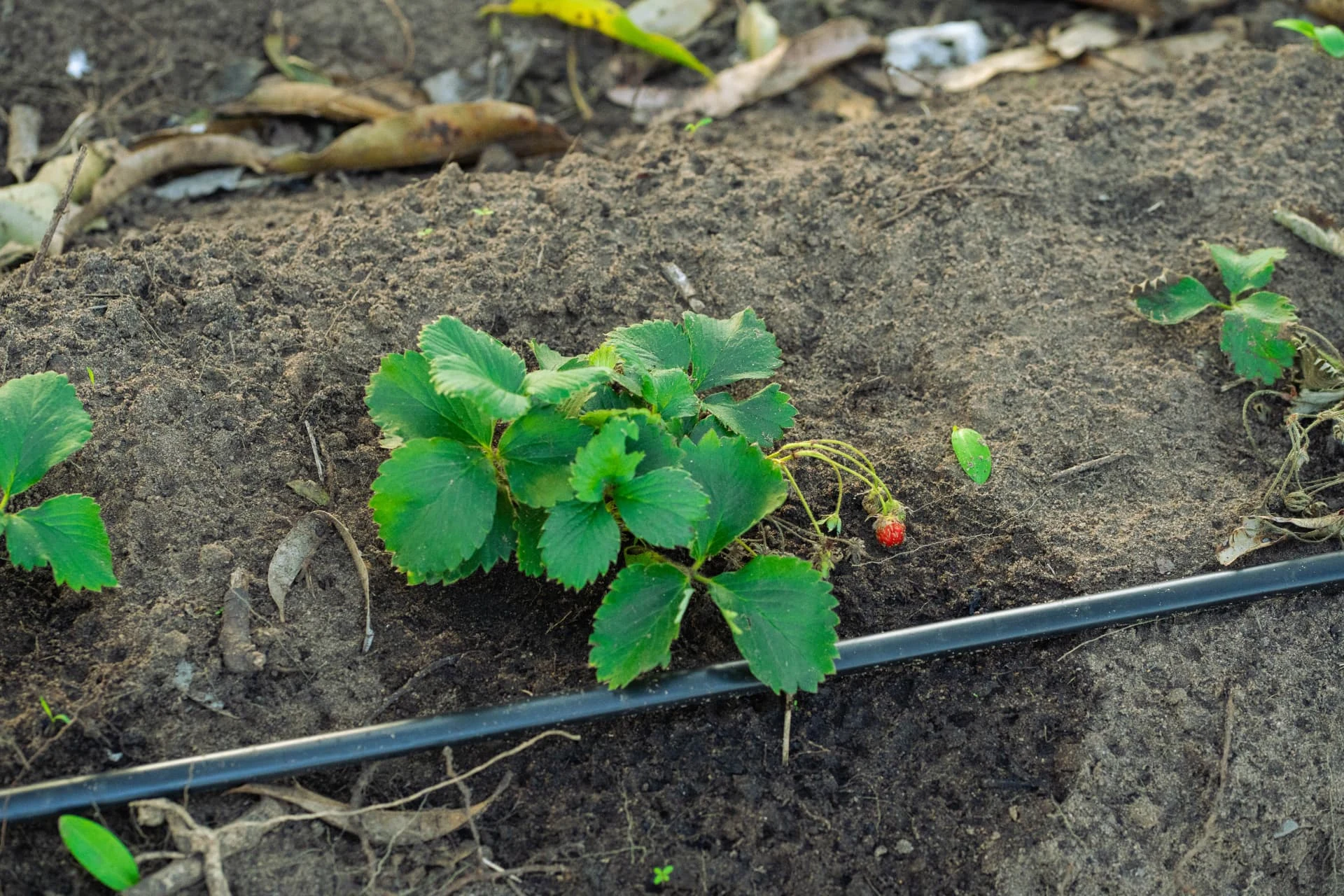 Morangueiro cultivado organicamente com linha de rega gota-a-gota na Manhiça