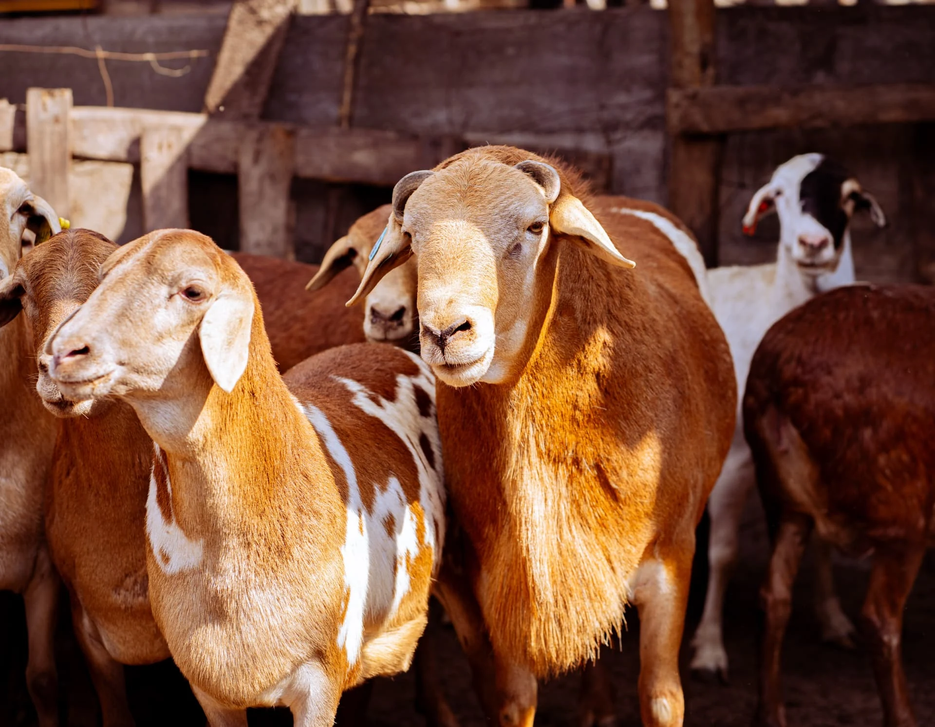 Ovelhas e cabras no curral da fazenda da Dhocolo, em Vilanculos