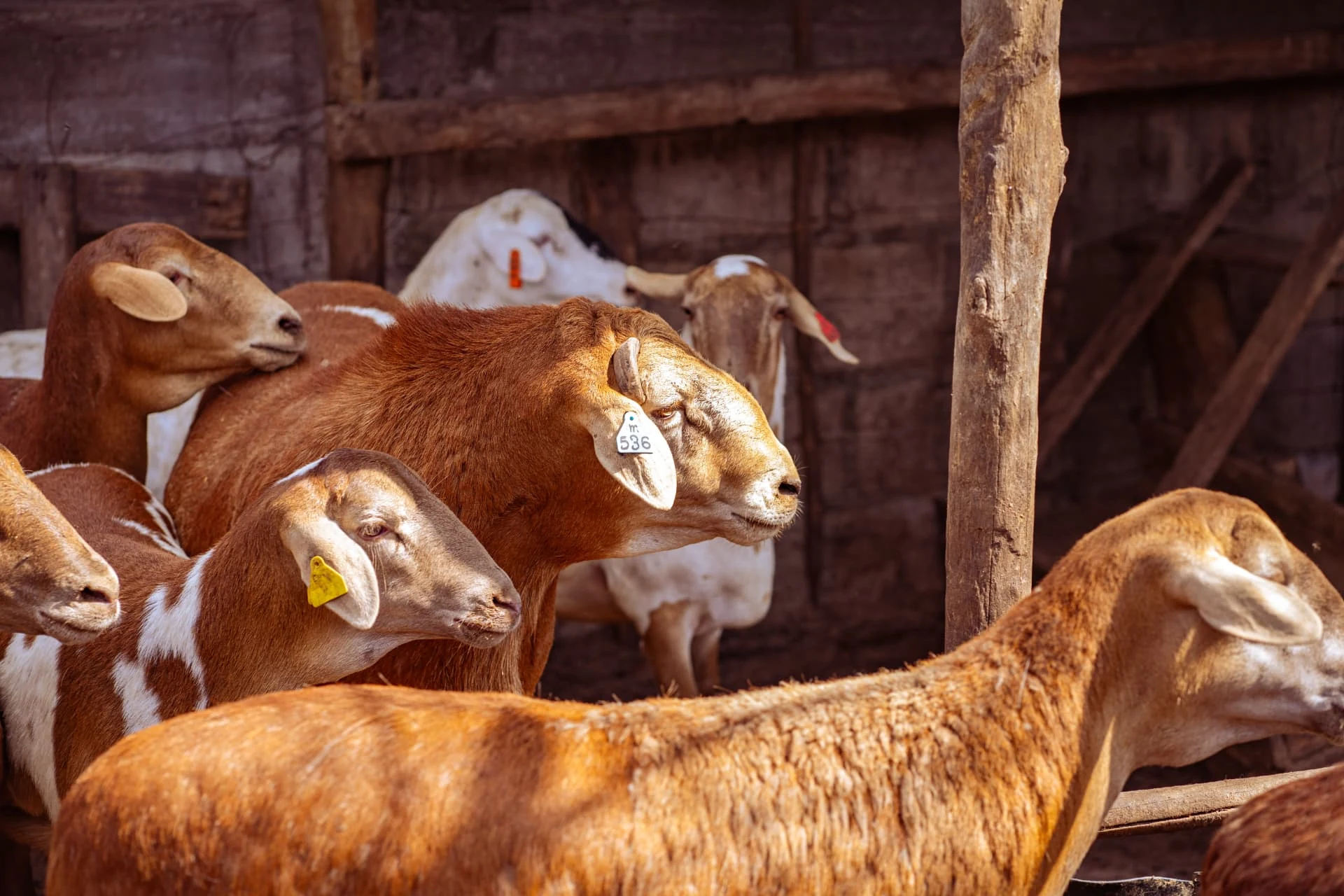 Gado caprino e ovino no curral da fazenda da Dhocolo