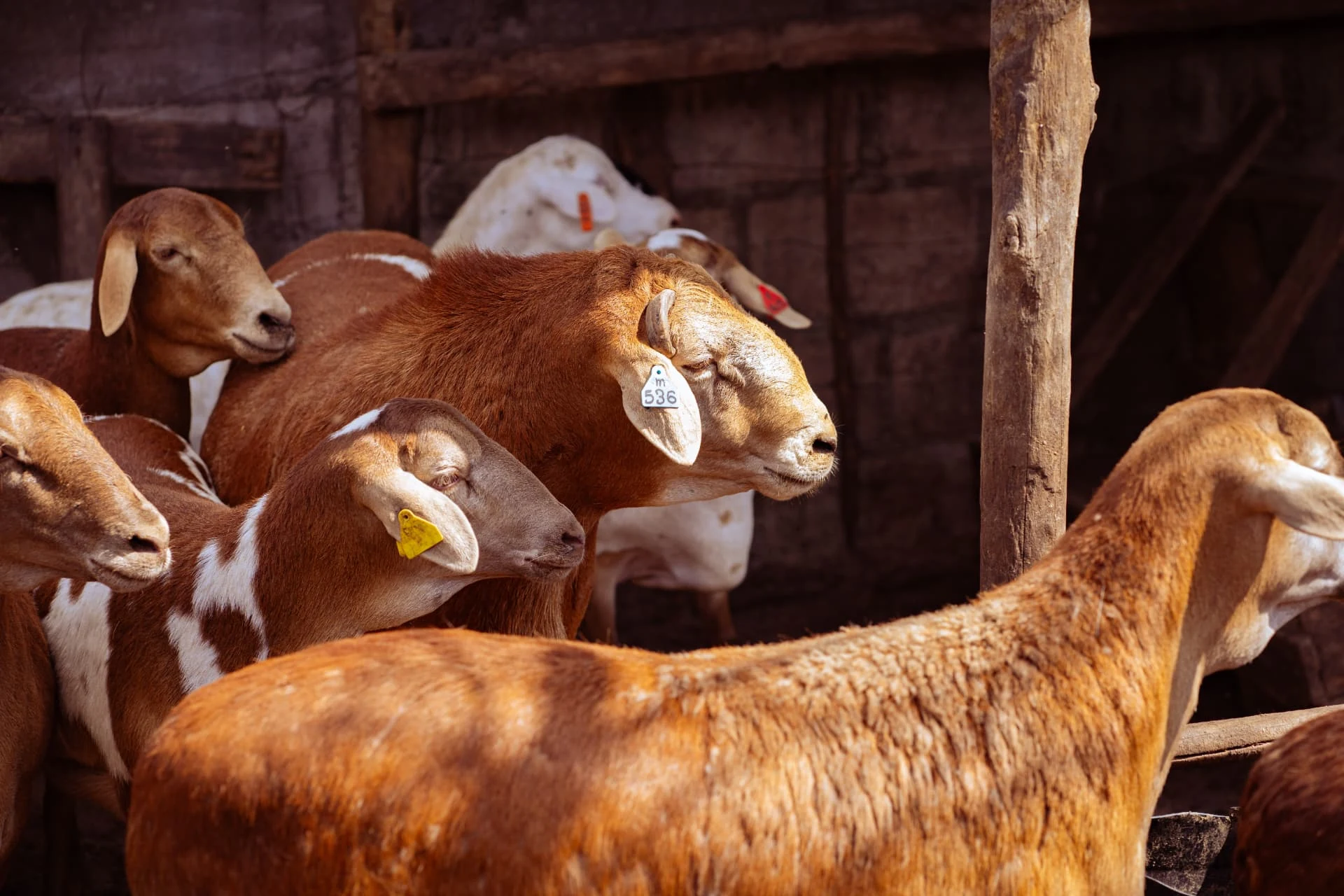 Rebanho de ovelhas com brincos numerados no curral da fazenda da Dhocolo, em Vilanculos
