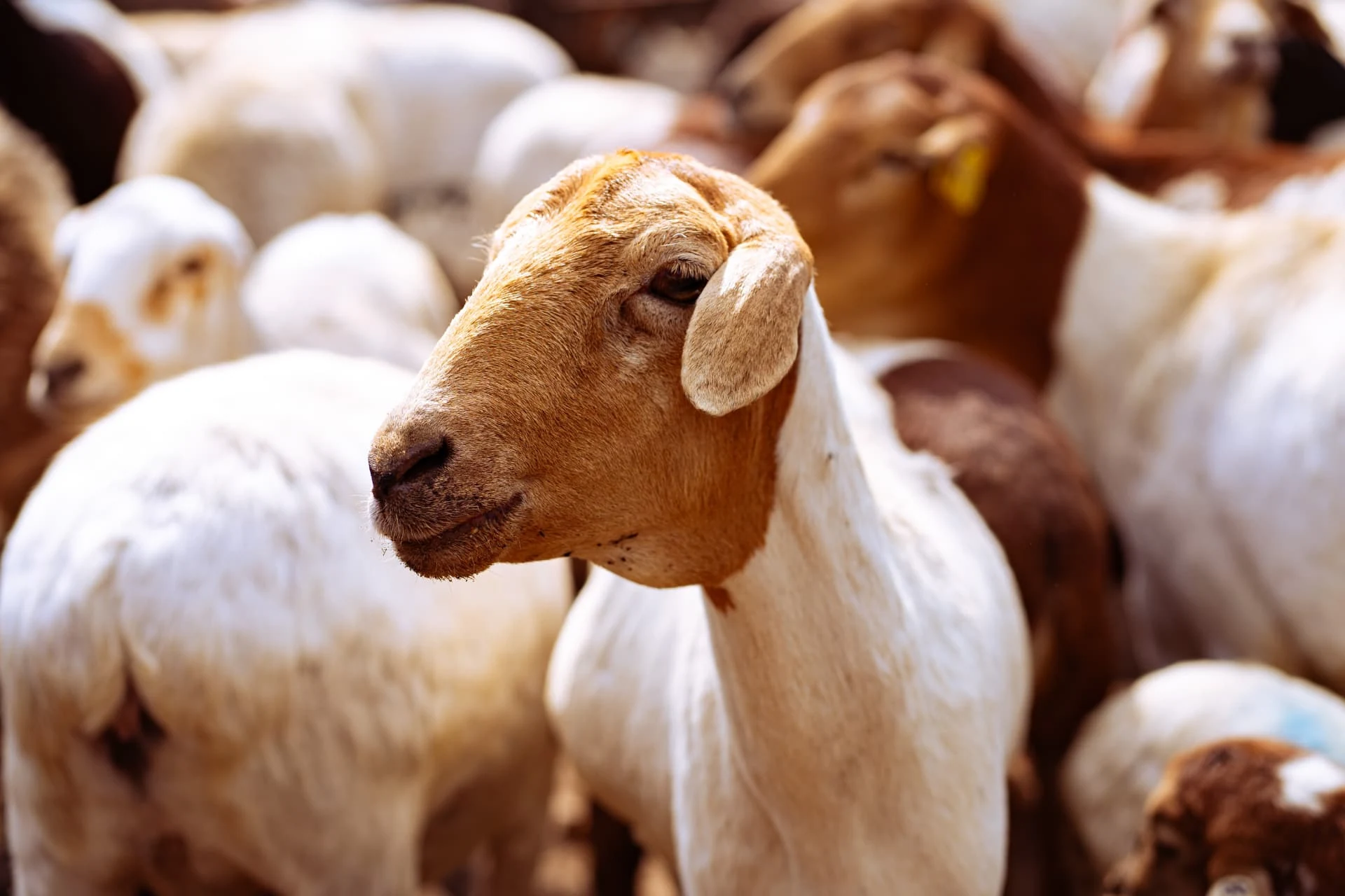 Gado caprino e ovino no curral da fazenda Dhocolo