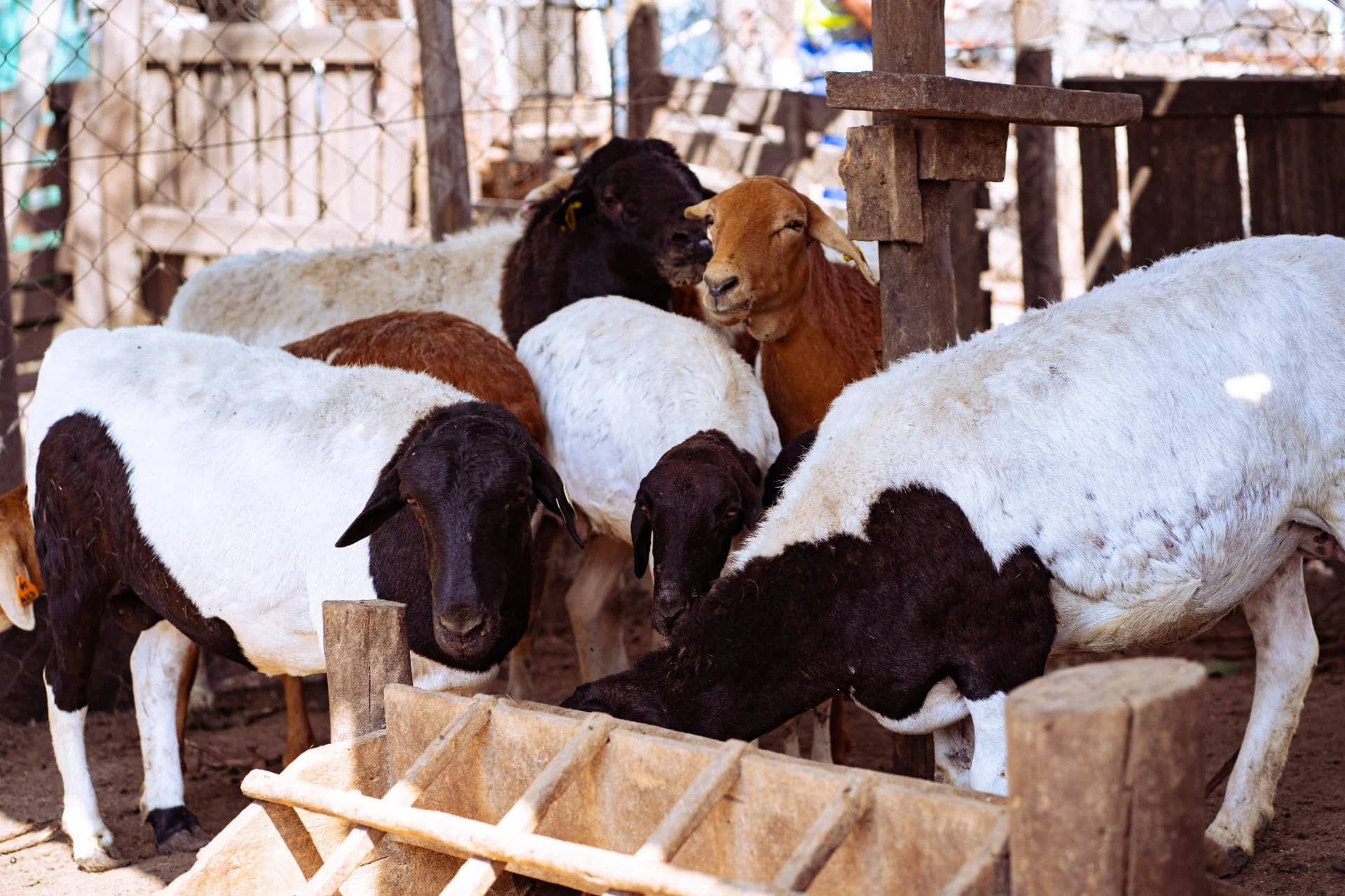 Rebanho de ovelhas junto ao cocho no curral da fazenda da Dhocolo