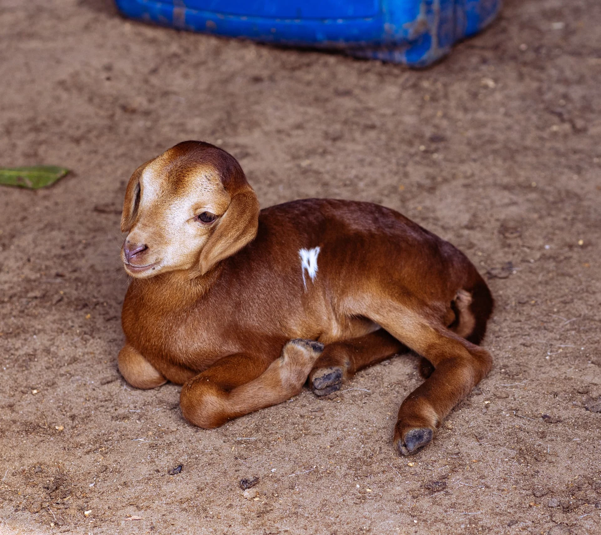 Cabrito pousado no curral da fazenda da Dhocolo, em Vilanculos
